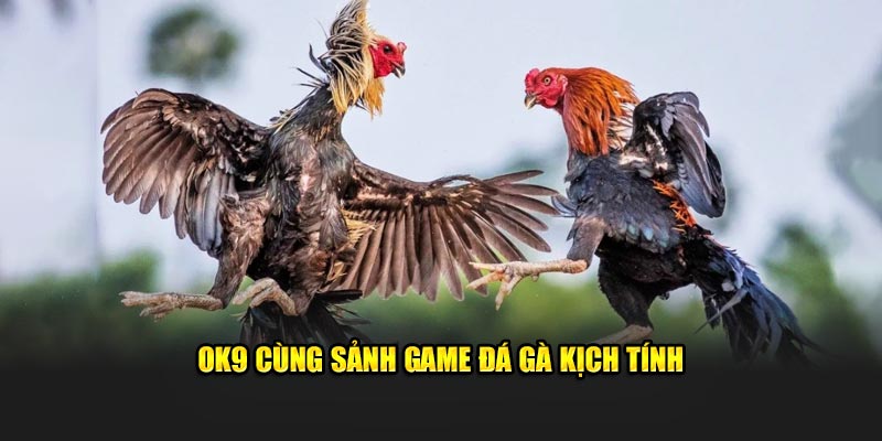 OK9 cùng sảnh game đá gà kịch tính